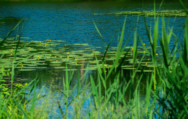 
Yellow water lilies on a small river.