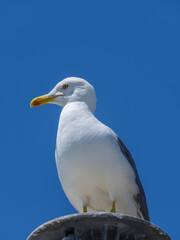 A graceful seagull perched atop a street lamp