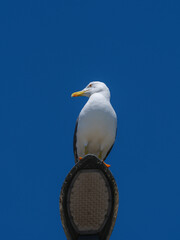 A graceful seagull perched atop a street lamp