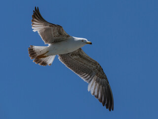 Fototapeta premium A graceful seagull soaring through the sky