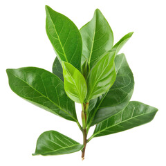 Obraz premium Fresh Leaves Against A Bright Background. Natural Foliage Concept For Design.