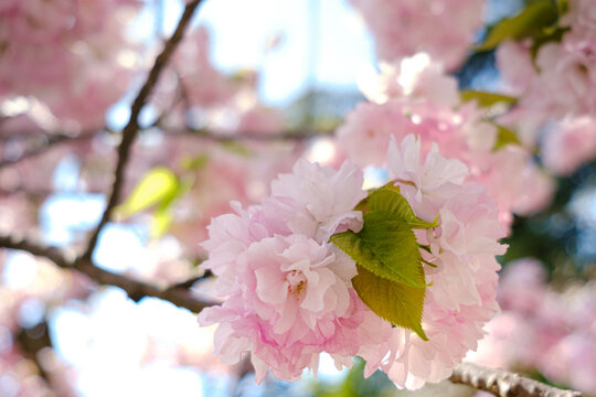 Sakura cherry flowers in hanami season, Japan