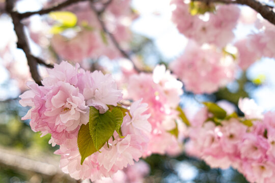 Sakura cherry flowers in hanami season, Japan