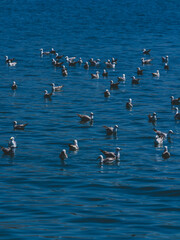 A flock of seagulls over the sea