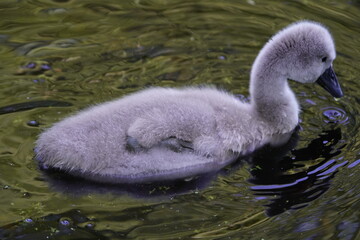 Young mute swan (Cygnus olor) Anatidae family. Location: Cemetery Stoecken, Hanover – Germany. June 12, 2025.