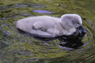 Young mute swan (Cygnus olor) Anatidae family. Location: Cemetery Stoecken, Hanover – Germany. June 12, 2025.
