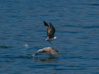 A flock of seagulls over the sea