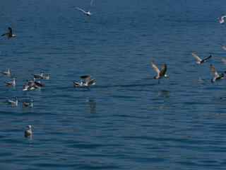 beautiful seagulls flying over the sea