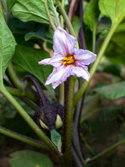 Eggplant flower blooms in the garden, eggplant flower stalk hangs on its bush
