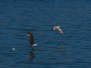 A flock of seagulls over the sea