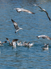 beautiful seagulls flying over the sea