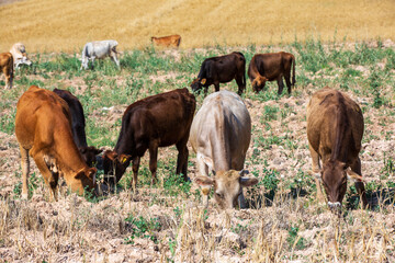 Cows feeding on agricultural land in the plains