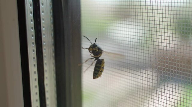 Wasp tries to enter the room through the window, close-up