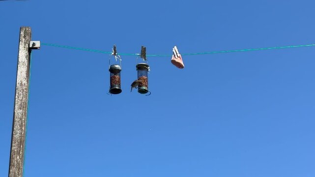 clothes peg on a clothesline, the bird eats from the feeder