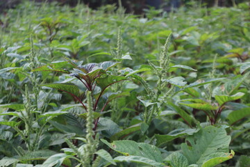 A field of amaranth plants in a vegetable garden