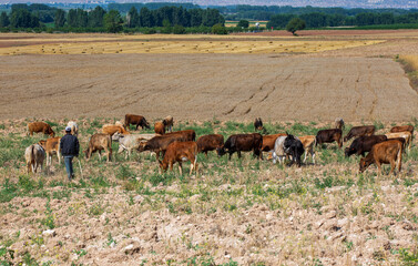 Cows feeding on agricultural land in the plains