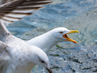 A cute seagull by the sea