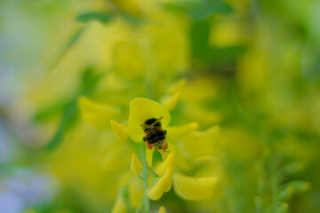 Bee on yellow wisteria flower with blurred background in extra close up