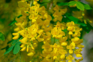 Close-up shot of yellow wisteria flowers against a blurred background