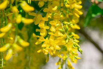 Flowers of yellow ornamental wisteria on a bright sunny day, focus on wisteria inflorescence on blurred background