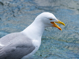 A cute seagull by the sea