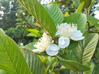 Close up view guava flowers and leaves in outdoor garden 