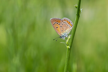 Blue-eyed Amanda butterfly (Polyommatus amandus) on a plant in Izmir - Bozdag