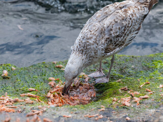 A seagull eating the shrimp left by the fisherman