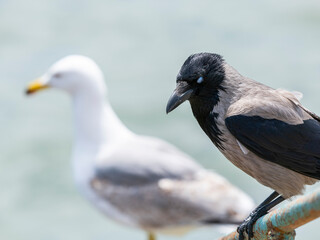 A beautiful crow with a seagull in the background
