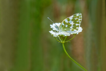 New Spotted Angel Butterfly (Pontia edusa) on a plant in Izmir - Bozdag
