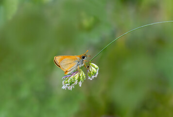 Yellow-Anted Hopper Butterfly (Thymelicus sylvestris) on a plant