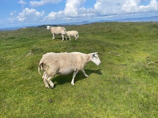 Sheep and lamb in a green field