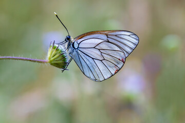 Hawthorn Butterfly (Aporia crataegi) on a plant in Izmir - Bozdag
