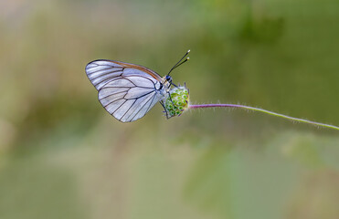 Hawthorn Butterfly (Aporia crataegi) on a plant in Izmir - Bozdag