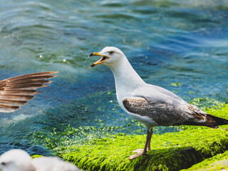 A cute seagull by the sea