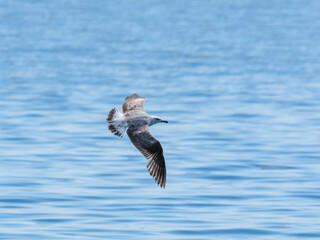 A graceful seagull soaring above the ocean