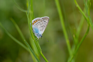 Blue-eyed Amanda butterfly (Polyommatus amandus) on a plant in Izmir - Bozdag