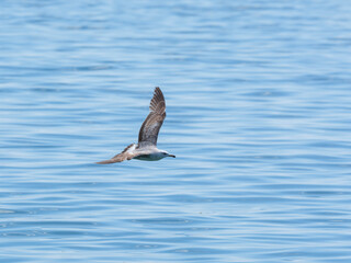 A graceful seagull soaring above the ocean