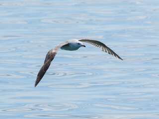 A graceful seagull soaring above the ocean
