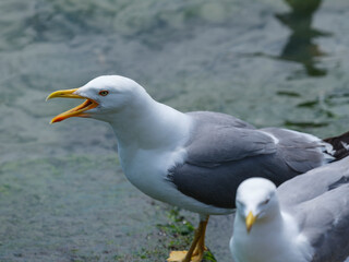 A cute seagull by the sea
