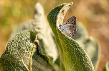 Great Purple Copper butterfly (Lycaena alciphron) on plant
