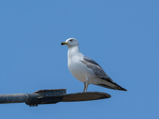 A graceful seagull perched atop a street lamp