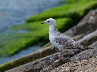 A cute seagull by the sea