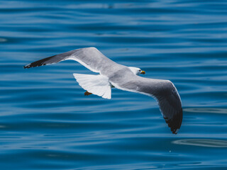 A graceful seagull soaring above the ocean