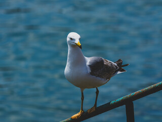 A cute seagull by the sea