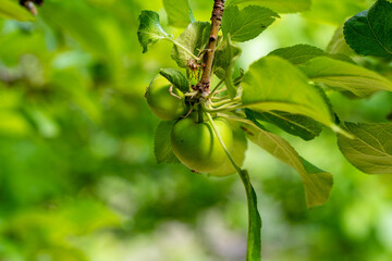 The European crab apple, Malus sylvestris, also known as the European wild apple or simply crab apple, is a species of the genus Malus. Its scientific name reflects its habitat, "forest apple"
