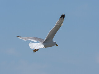 A graceful seagull soaring through the sky