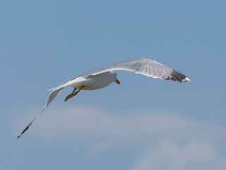 A graceful seagull soaring through the sky