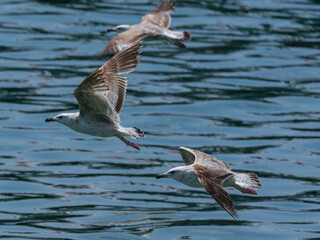 beautiful seagulls flying over the sea