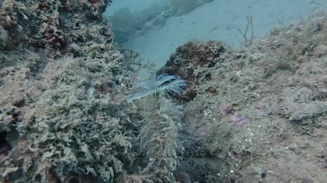 4k video of a Mediterranean Fanworm (Sabella spallanzanii) in Tarragona, Spain